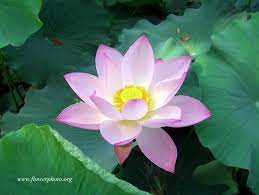 Pale Pink Flowers Light Pink Lotus Flower Flower Photos Flower Photos Flowers Lotus Flower
