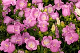 Campanula Medium Champion Pink Canterbury Bells Campanula Wholesale Flowers Flower Spike