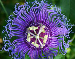 22 Insanely Cool Conversation Piece Plants For Your Garden Unusual Flowers Unusual Plants Unique Plants