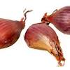 Many species love to eat tulips, with deer being some of the most destructive. 1