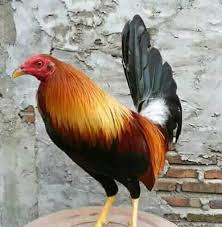 Beli produk ayam filipina berkualitas dengan harga murah dari berbagai pelapak di indonesia. Peternak Ayam Philipin Added A Peternak Ayam Philipin