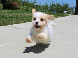 Puppies for sale in louisianaselect a breed. Gorgeous Cavachon Designer Puppy For Sale For Sale In San Diego California Classified Americanlisted Com