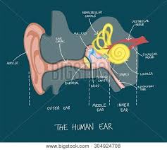 Apr 30, 2020 · dermatomes are areas of skin, and each communicates with the brain via a single nerve. Hand Drawn Vector Photo Free Trial Bigstock