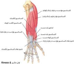 کل پاها+بیکینی+خط بیکینی+ساعد دست ها+زیر بغل ها+خط شکم و دور سینه ها. Ø¨Ø¯Ù†Ø³Ø§Ø²ÛŒ Fitness Ø­Ø±Ú©Ø§ØªÛŒ Ø¨Ø±Ø§ÛŒ ØªÙ‚ÙˆÛŒØª Ø¹Ø¶Ù„Ø§Øª Ù…Ú† Ùˆ Ø³Ø§Ø¹Ø¯ Ø¨Ù‡ Ø§Ø³ØªØ«Ù†Ø§ÛŒ Ú¯Ø±Ø¯Ù† Ø³Ø§Ø¹Ø¯Ù‡Ø§ Ø¨ÛŒØ´ØªØ±ÛŒÙ† Ú†Ø´Ù… Ø§Ù†Ø¯Ø§Ø² Ø±Ø§ Ø¯Ø± Ø¨Ø¯Ù† Ø¯Ø§Ø±Ù†Ø¯ Ø§Ù…Ø±ÙˆØ²Ù‡ Ø¨Ø¯Ù†Ø³Ø§Ø²Ø§Ù† Ø§Ù†Ø¯Ú©ÛŒ Ø±ÙˆÛŒ Ø³Ø§Ø¹Ø¯Ù‡Ø§ÛŒ Ø®ÙˆØ¯ ØªÙ…Ø±ÛŒÙ† Ù…ÛŒ Ú©Ù†Ù†Ø¯ Ú†Ù†Ø¯ÛŒÙ† Ø¯Ù„ÛŒÙ„ Ø¨Ø±Ø§ÛŒ Ø§ÛŒÙ†