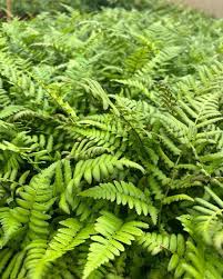 Image result for Polystichum sinense
