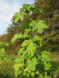 Image result for Malva verticillata