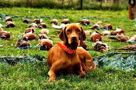 Image result for maďarský krátkosrstý ohař