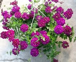 We did not find results for: Top 10 Flowering Plants For Hanging Baskets Greenmylife