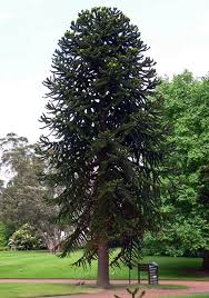 Maybe you would like to learn more about one of these? Araucaria Araucana Monkey Puzzle For Sale