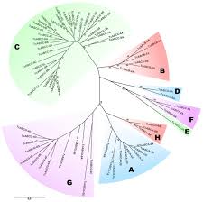 Public exposure sites in victoria. Functional Analysis Of The Atp Binding Cassette Abc Transporter Gene Family Of Tribolium Castaneum Bmc Genomics Full Text