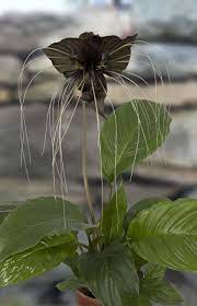 Pin On Unusual Plants And Flowers