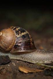 Maybe you would like to learn more about one of these? Garden Snails May Have Secret Weapons Against Aggressive Bacteria