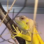 Slithering into The Rusty Buckle Farm Reptile Show