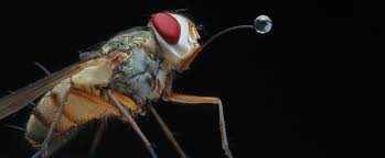 Comment Reconnaitre Et Soigner Une Piqure De Mouche Charbonneuse