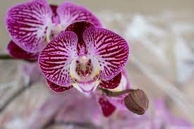 The riddle, joke and cryptogram clues that were released for easter stated why is a bunny the luckiest animal in the world? the answer is that it has four rabbits' feet. 10 Lucky Plants For Your Home And Garden Garden Lovers Club
