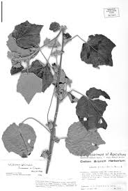 Image result for Hibiscus panduriformis