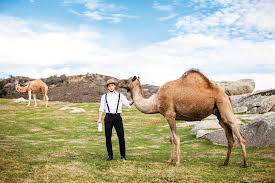 Camel milk is gaining traction in the u.s., but is it good enough for your morning coffee? How A Saudi Dairy Farmer Brought Camel Milk To The Us Arab News