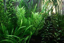 Water Wisteria Hygrophila Difformis Planted Aquarium Nature Aquarium Live Plants