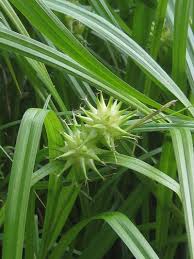 Image result for Carex brassii