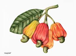 The cashew tree (anacardium occidentale) is a tropical evergreen tree that produces the cashew seed and the cashew apple pseudofruit. My Favourite One How To Draw Hands Cashew Nut Apple Illustration