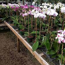 Maybe you would like to learn more about one of these? Jade Orchids No Shortage Of Phals Or Color At Jade Facebook