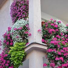 Pflegeleichte Balkonpflanzen Balkon Pflanzen Pflegeleicht Balkon Pflanzen Blumenkasten Bepflanzen