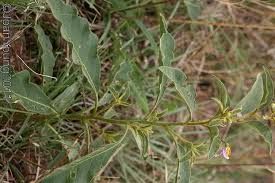 Image result for Solanum campylacanthum 'panduriforme type'