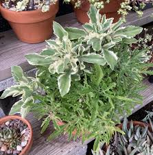 Image result for Kalanchoe laciniata