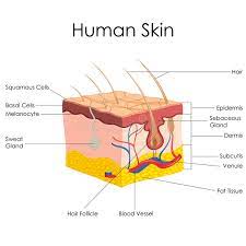 3d cross section of labeled parts of skin epidermis, dermis and subcutaneous layers on a white background. Diagram Human Skin Stock Illustrations 2 093 Diagram Human Skin Stock Illustrations Vectors Clipart Dreamstime
