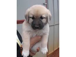 Not for a first time puppy owner/ need strong and sensitive owner. Anatolian Shepherd Breeders In North Carolina