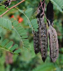 Image result for Sesbania