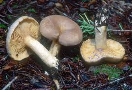 Image result for Lactarius mutabilis
