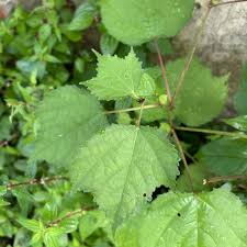 Image result for Triumfetta digitata