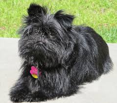 hunderassen die nicht haaren ubersicht beliebter rassen fluffis de affenpinscher dog german dog breeds dog breeds list
