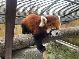 Please Follow Iloveredpandas Got To Feed The Lovely Mei And Her Cubs Today At Utica Zoo Ny Always Bring Grapes Redpand Red Panda Spirit Animal Cute Animals