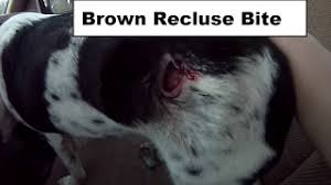 Typically, the bite is painless, with symptoms developing during the course of 2 to 8 hours, including the formation of a bull's eye lesion that looks as if it flows. Brown Recluse Bite On My Dog Youtube