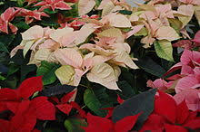 Poison ivy may come to mind, but many common garden plants can also be skin irritants for sensitive people. Poinsettia Wikipedia