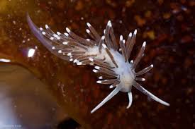 Image result for Coelorachis