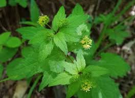 Image result for Sanicula