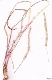 Image result for Setaria sphacelata