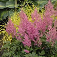 Astilbe Rheinland Walters Gardens Inc