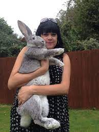 Find the perfect continental giant rabbit stock photos and editorial news pictures from getty browse 33 continental giant rabbit stock photos and images available, or start a new search to. Best 30 Continental Giant Rabbit Fun On 9gag