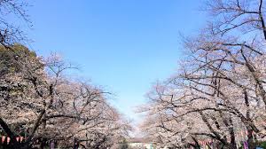 Include (or exclude) self posts. æ—¥æœ¬äººä»¥ä»€ä¹ˆå¿ƒæƒ…çœ‹æ¨±èŠ± Nippon Com