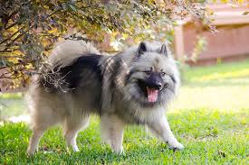 Yerler windsor, pennsylvania evcil hayvan hizmeti cute puppies for sale in pa. Keeshond Dog Breed Information