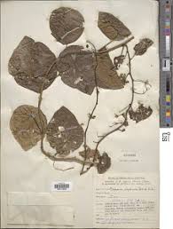 Image result for Stephania abyssinica