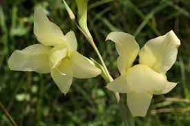 Image result for Gladiolus dalenii