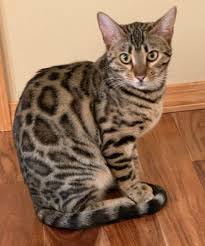 This is partly why some believe them to be. Is A Bengal Cat Right For You Registered Bengals
