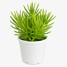 Image result for Senecio barbertonicus