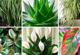 Epingle Sur Plantes