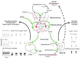 Gh helps children grow taller (also called linear growth), increases muscle mass, and decreases body fat. Growth Hormone Regulation Download Scientific Diagram